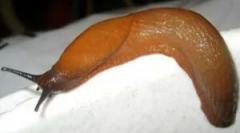 Борба против шлемови во куќата